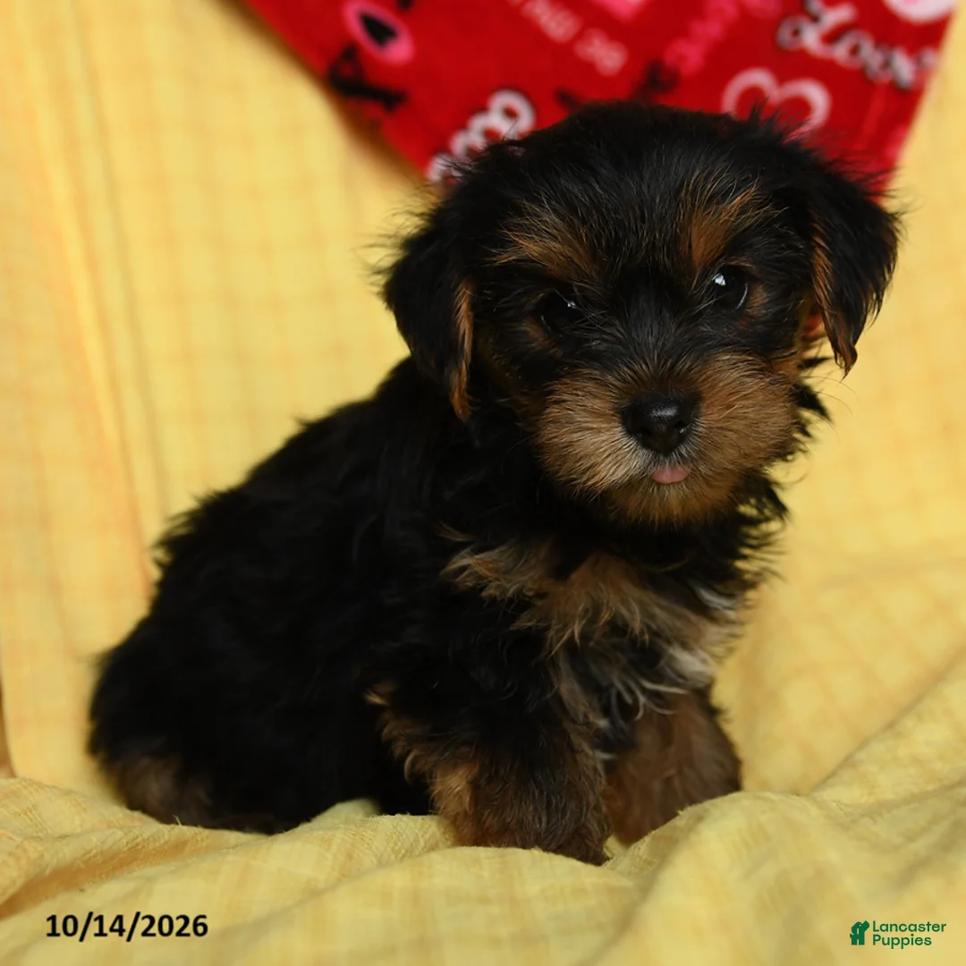 Yorkshire Terrier dogs for sale: Jax - Ad 5