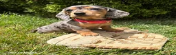 Dachshund dogs for sale: Sophie - Ad 2