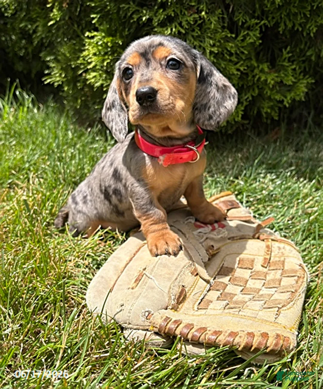 Dachshund dogs for sale: Sophie - Ad 2