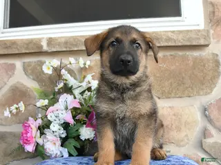 German Shepherd dogs for sale: Saber - Ad 2