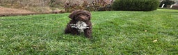 Portuguese Water Dog dogs for sale: Tori - Ad 28