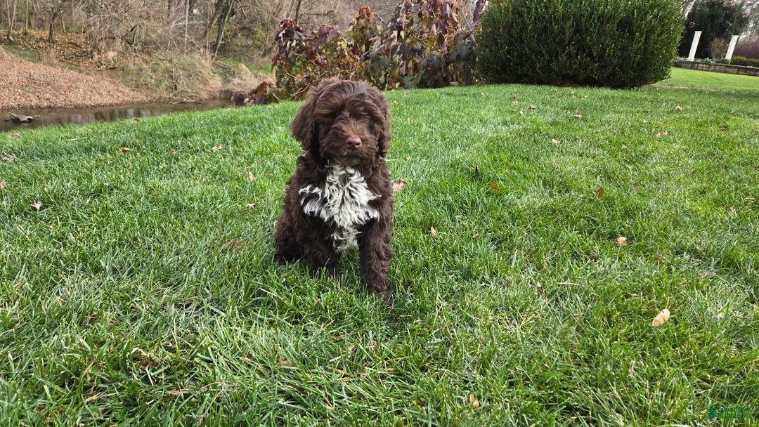 Portuguese Water Dog dogs for sale: Tori - Ad 28