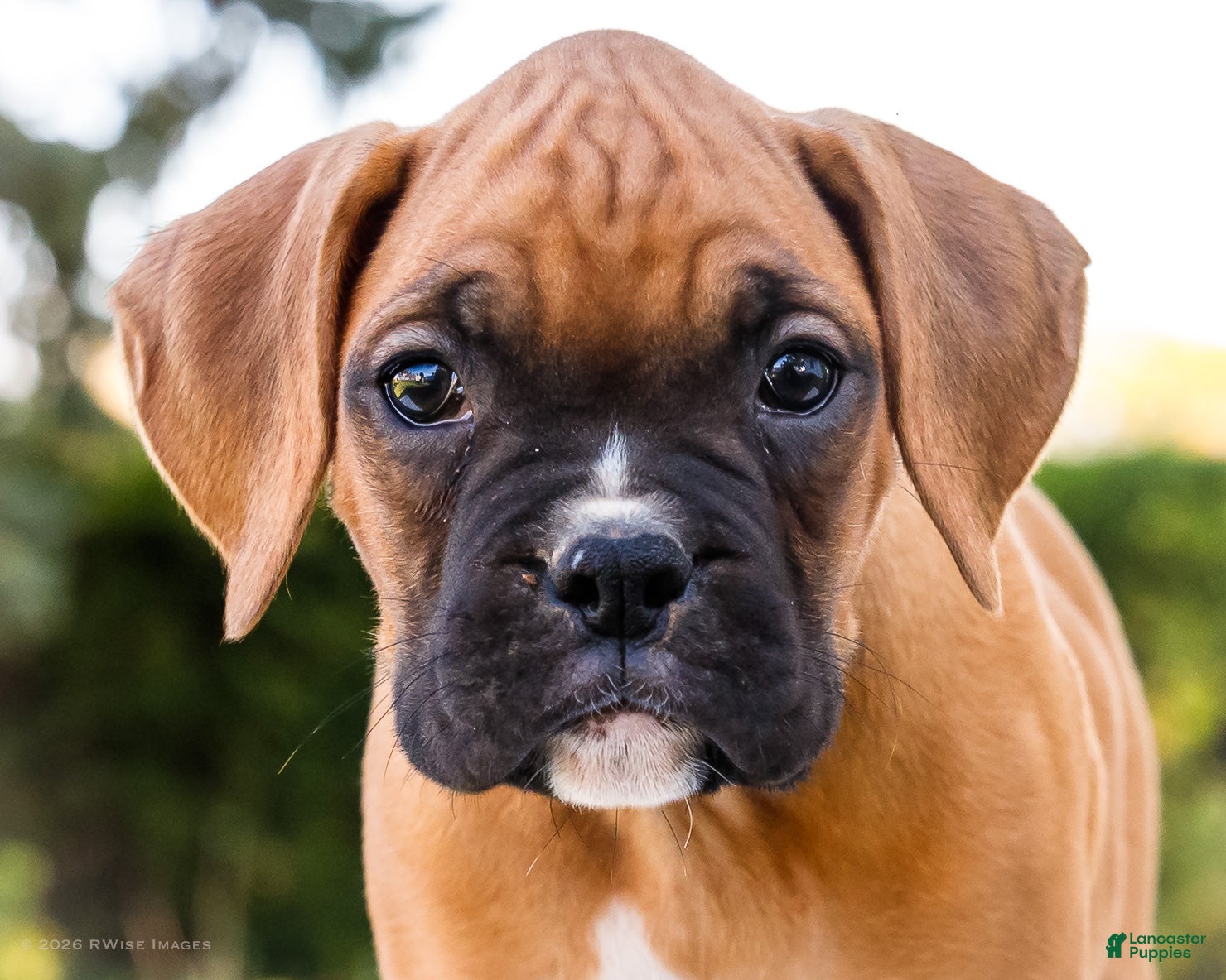 Boxer dogs for sale: Oscar Boxer - Ad 2