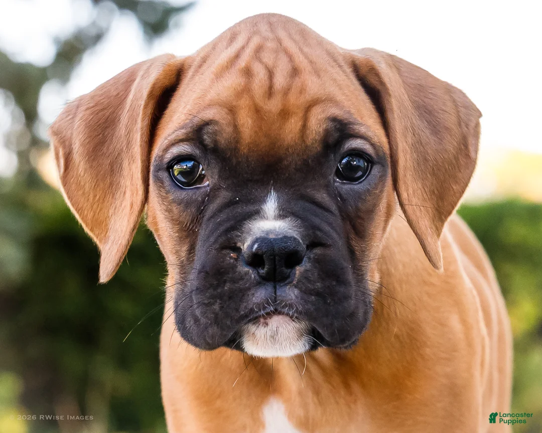Boxer dogs for sale: Oscar Boxer - Ad 2