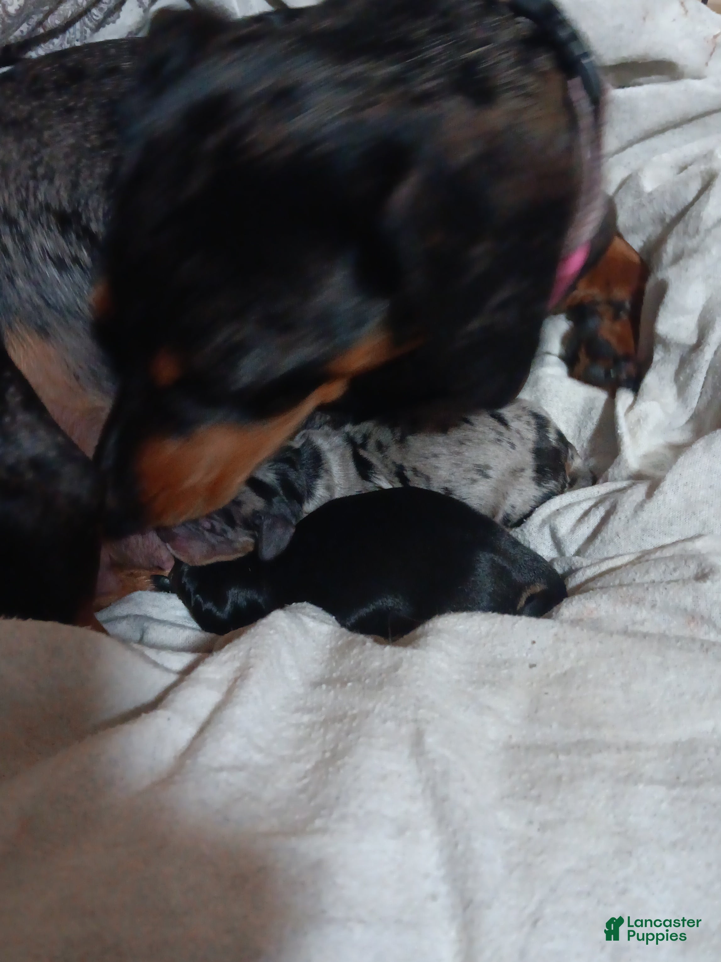 Miniature Dachshund dogs for sale: shera - Ad 2