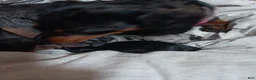 Miniature Dachshund dogs for sale: shera - Ad 2