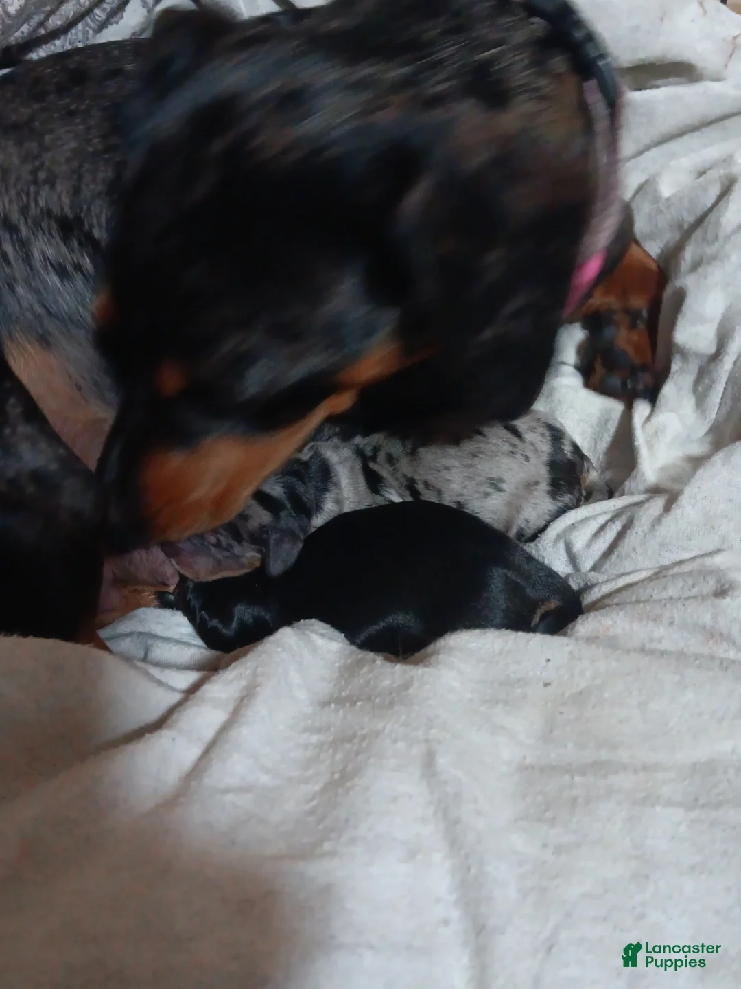 Miniature Dachshund dogs for sale: shera - Ad 2