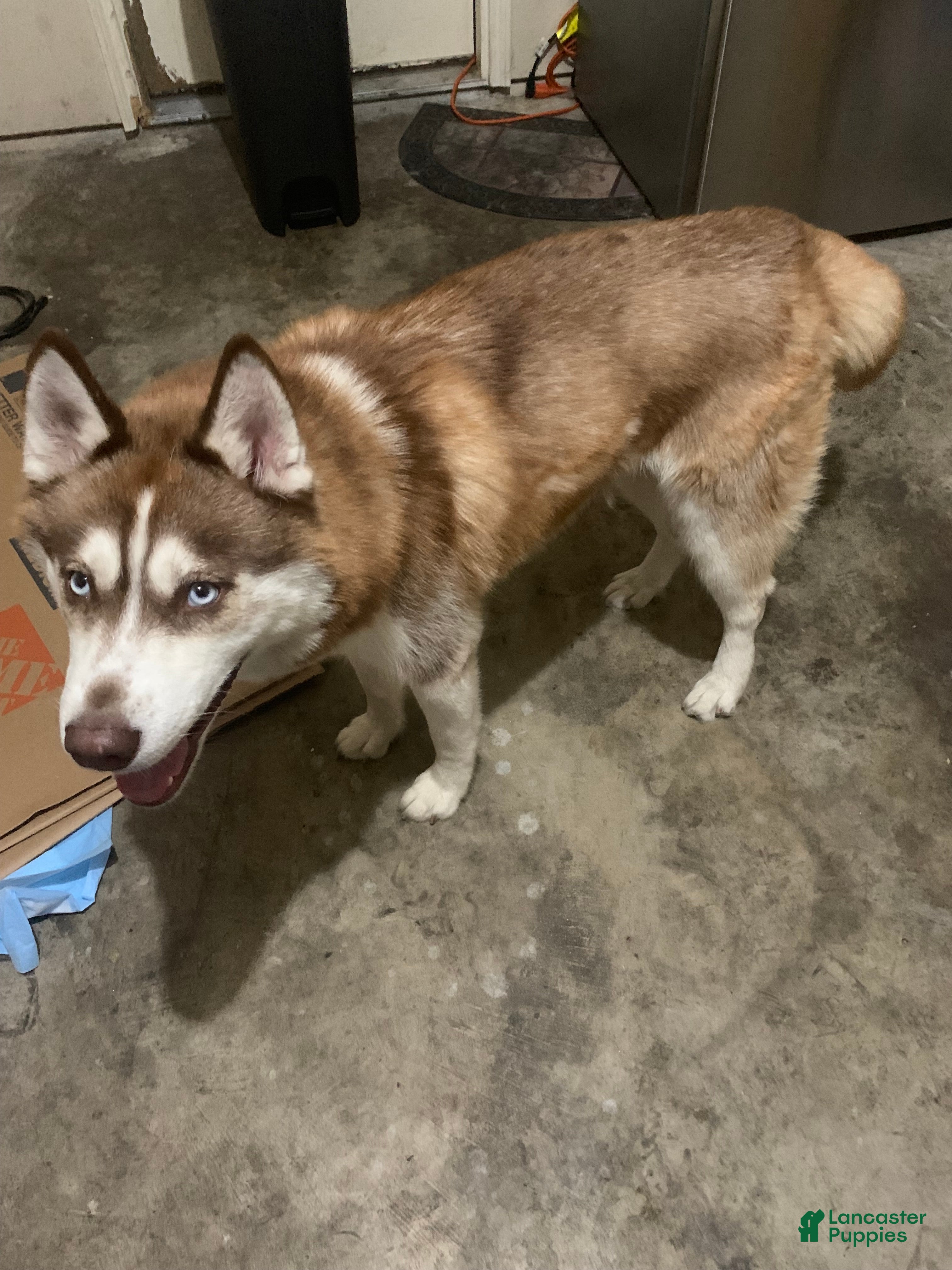 Siberian Husky dogs for sale: Miles Crimson  - Ad 27