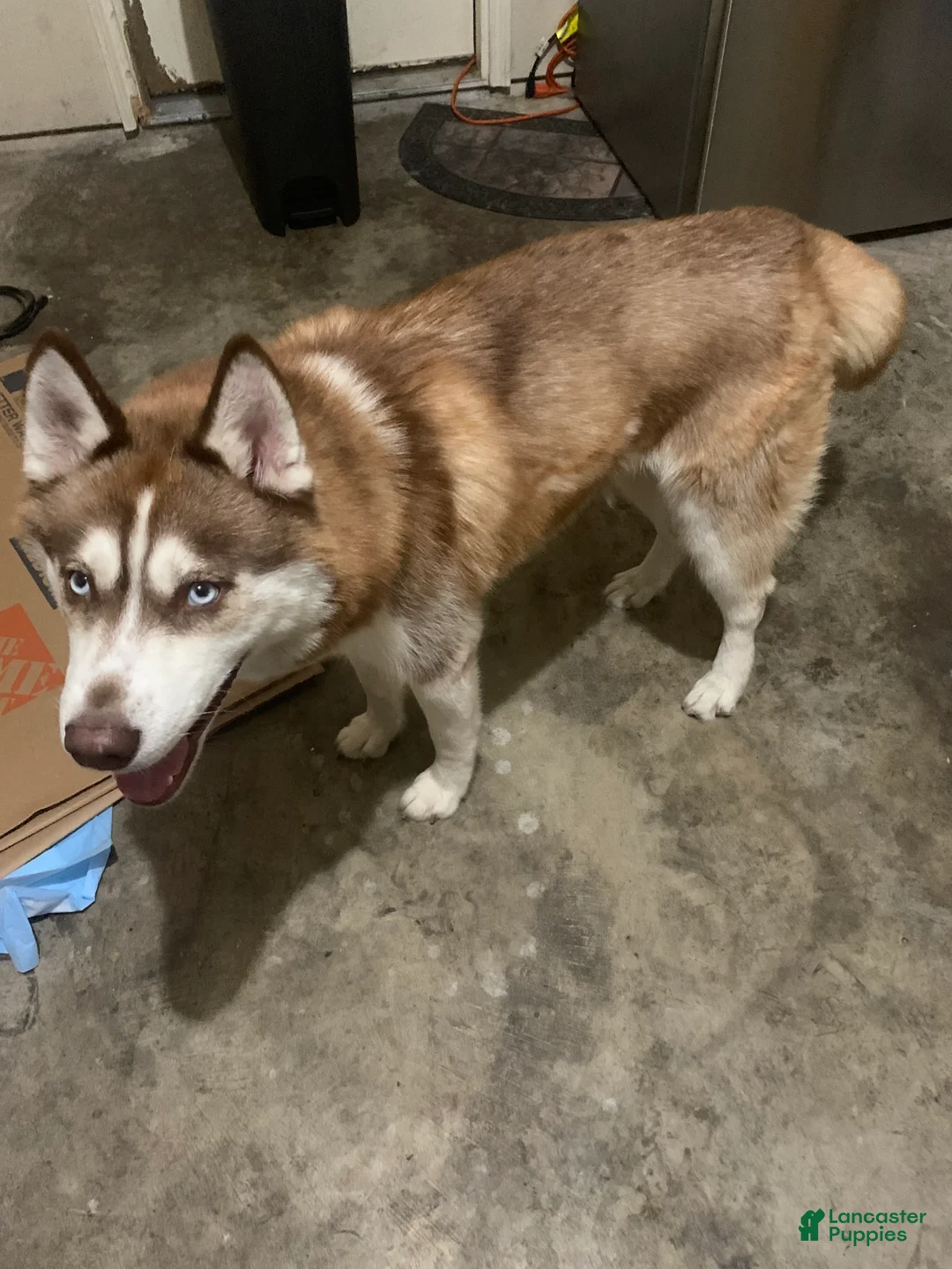 Siberian Husky dogs for sale: Miles Crimson  - Ad 1
