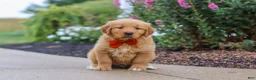 Golden Retriever dogs for sale: Biscuit - Ad 1