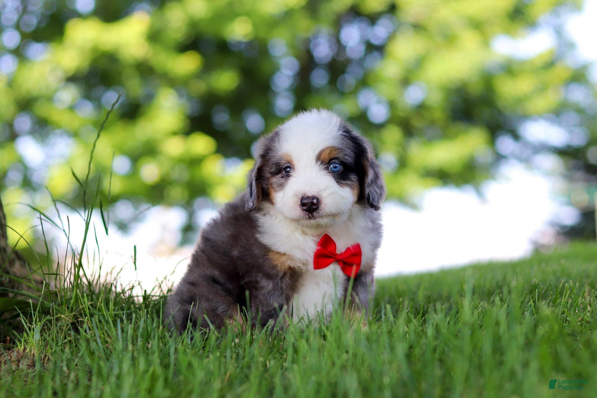 Mini Bernedoodle dogs Dragonfly - Ad 2
