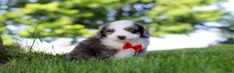 Mini Bernedoodle dogs for sale: Dragonfly - Ad 2