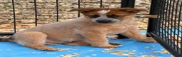 Australian Cattle Dog dogs for sale: Bernard - Ad 2