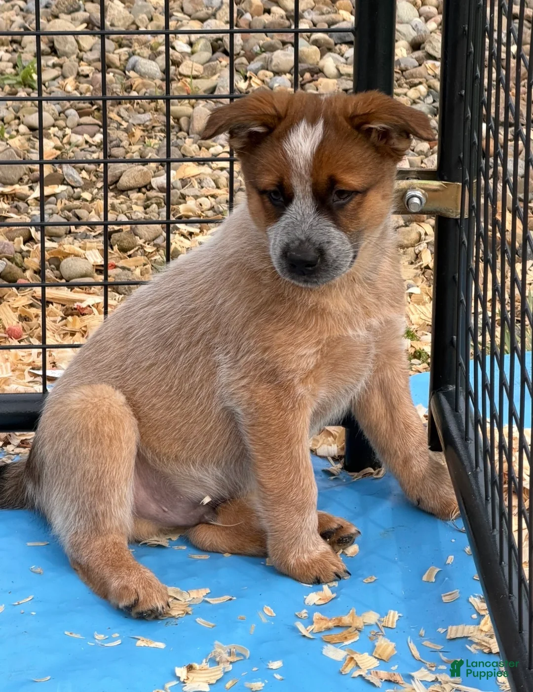Australian Cattle Dog dogs for sale: Bernard - Ad 2