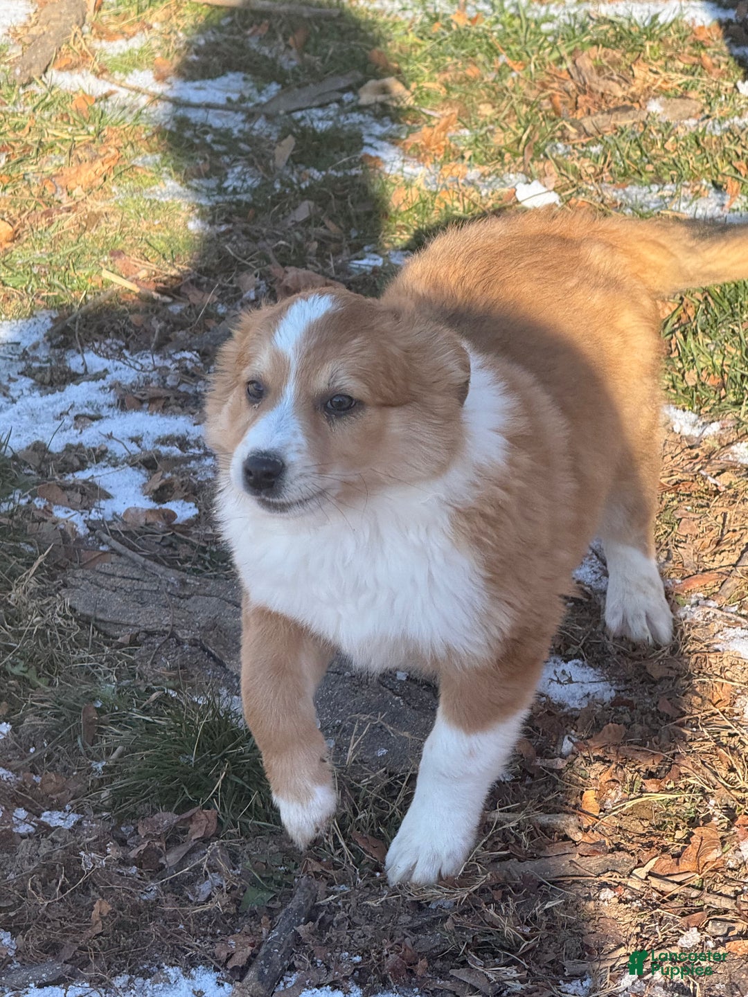 Mixed Breed dogs for sale: Mixed Breed Puppy 2 - Ad 2