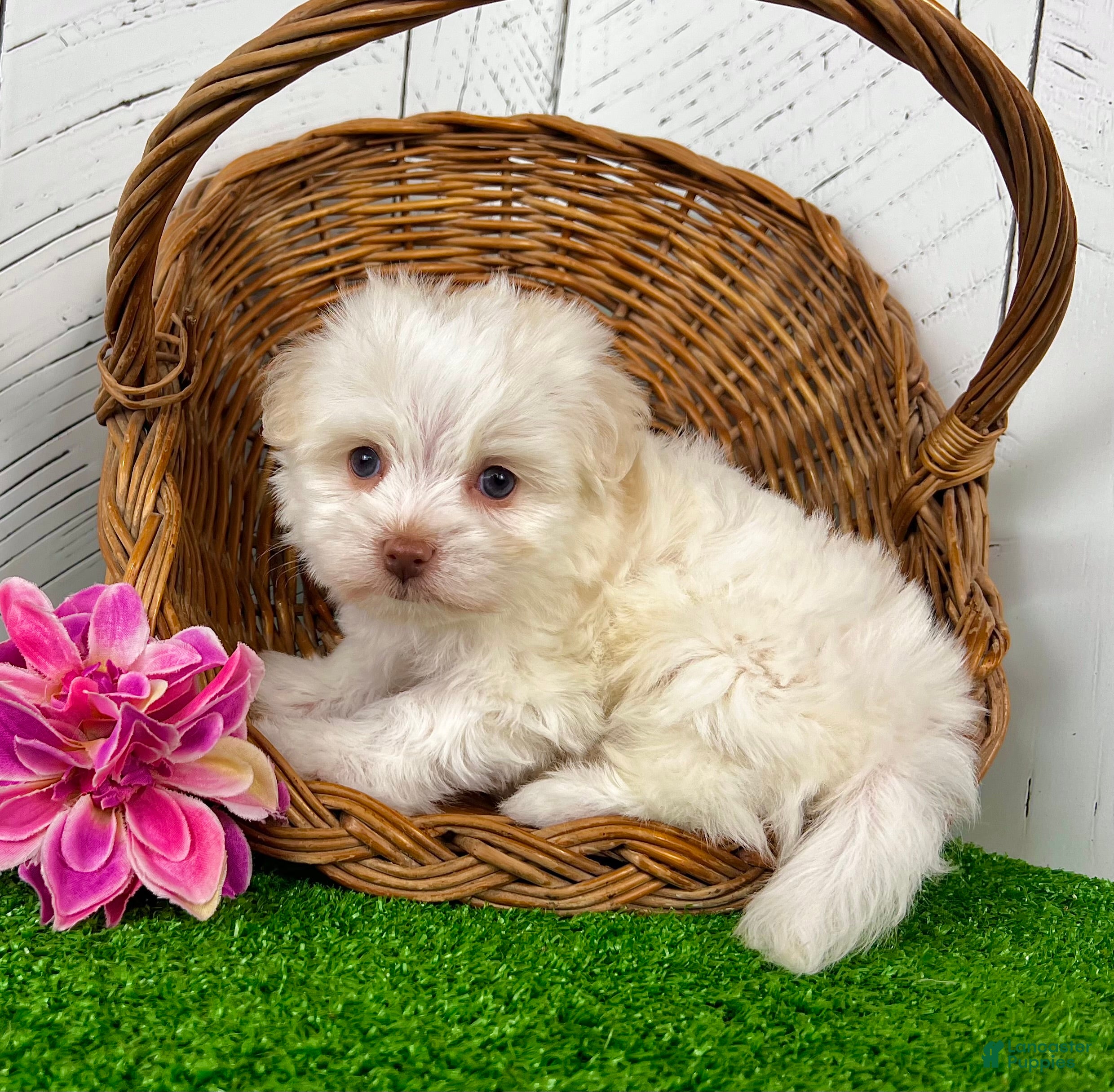 Havanese dogs Angel - Ad 2