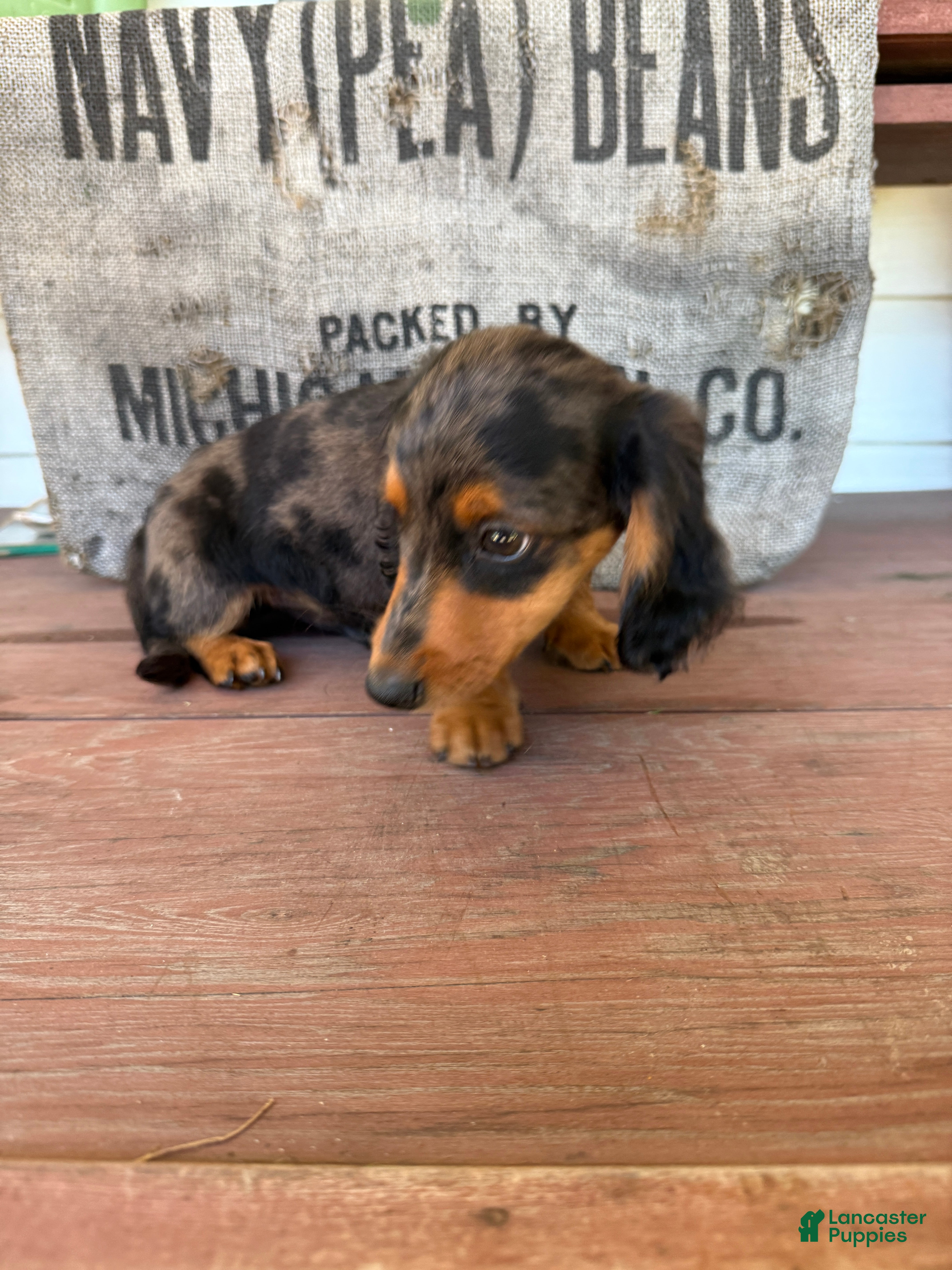 Miniature Dachshund dogs Chuck - Ad 2