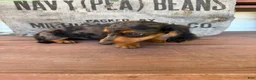 Miniature Dachshund dogs for sale: Chuck - Ad 7