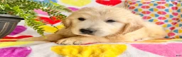 Golden Retriever dogs for sale: Roxy  - Ad 8