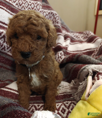 Mini Goldendoodle dogs Merlin - Ad 1