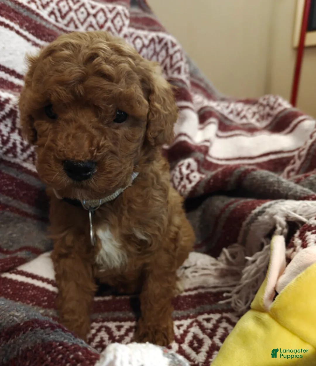 Mini Goldendoodle dogs for sale: Merlin - Ad 1