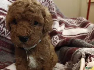 Mini Goldendoodle dogs for sale: Merlin - Ad 1