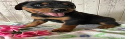Rottweiler dogs for sale: Hans - Ad 4