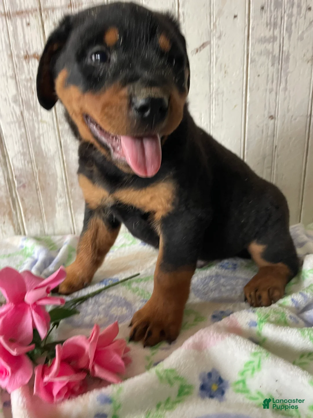 Rottweiler dogs for sale: Hans - Ad 4