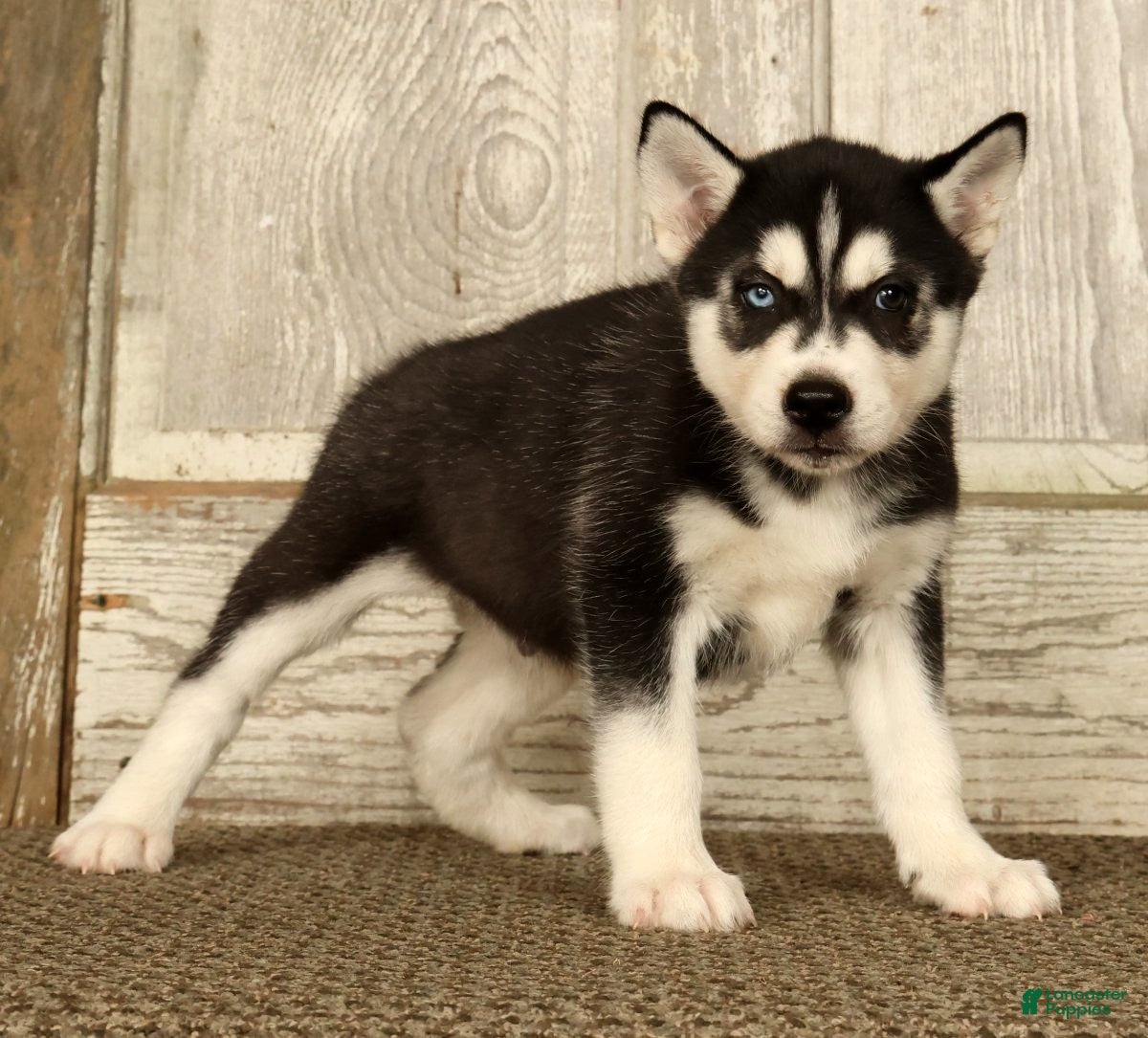Siberian Husky dogs Sammy - Ad 2