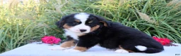 Bernese Mountain Dog dogs for sale: Lester AKC - Ad 3