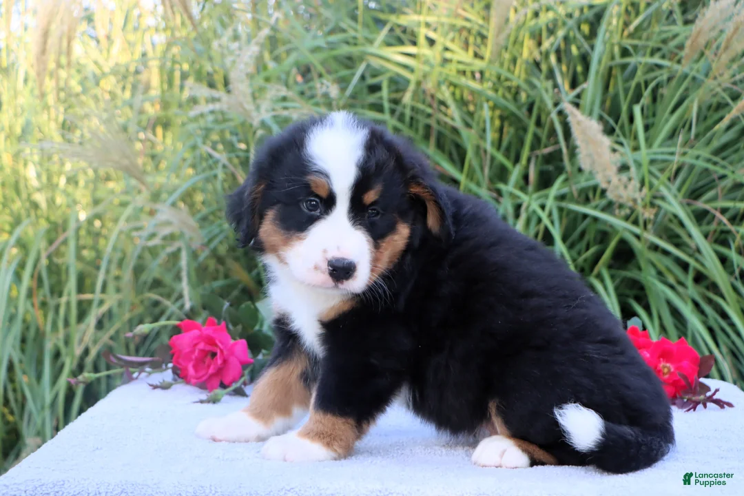 Bernese Mountain Dog dogs for sale: Lester AKC - Ad 3