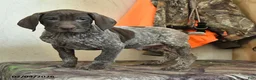 German Shorthaired Pointer dogs for sale: Scout - Ad 5
