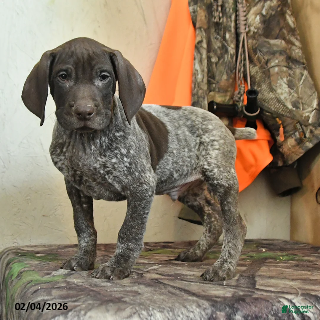 German Shorthaired Pointer dogs for sale: Scout - Ad 5