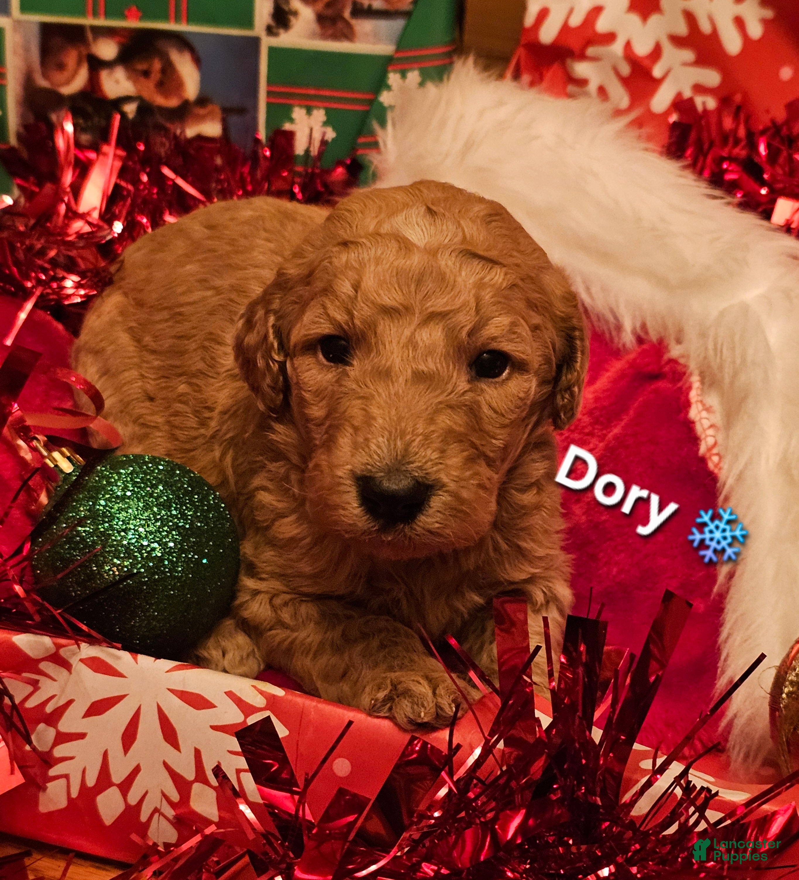Goldendoodle dogs Dory - Ad 41