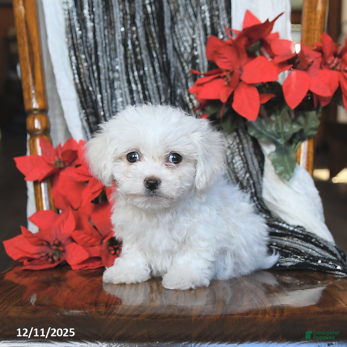 Bichon Frise dogs Avalon - Ad 4