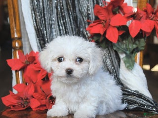 Bichon Frise dogs Avalon - Ad 1