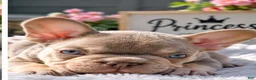French Bulldog dogs for sale: Princess - Ad 2