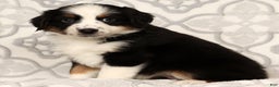 Miniature Australian Shepherd dogs for sale: Joy - Ad 2
