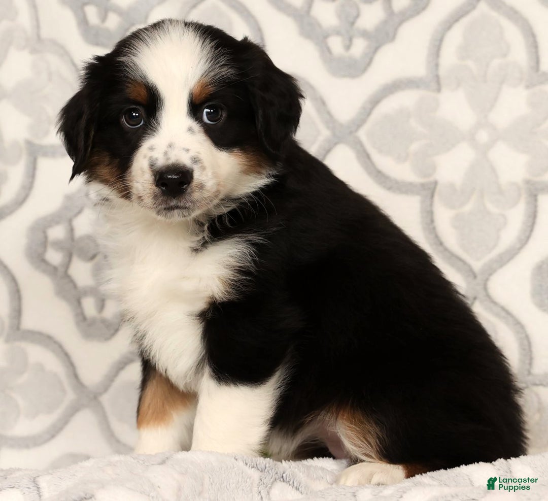 Miniature Australian Shepherd dogs for sale: Joy - Ad 2