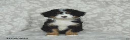 Mini Bernedoodle dogs for sale: Tilly - Ad 2