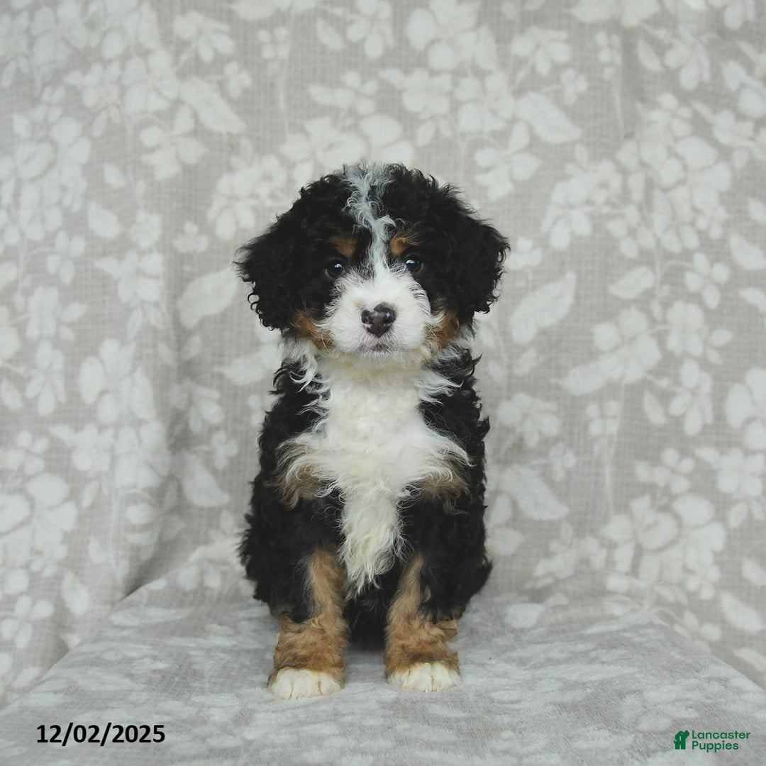 Mini Bernedoodle dogs for sale: Tilly - Ad 2