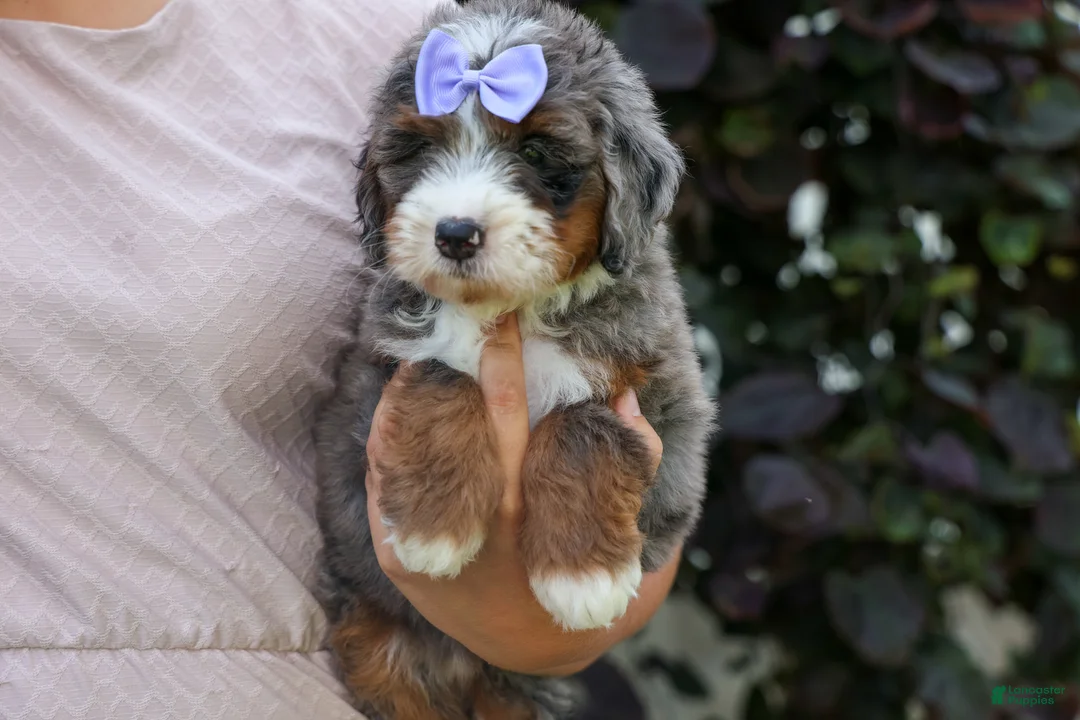 Mini Bernedoodle dogs for sale: 🐾 Paisley 🐾 - Ad 2
