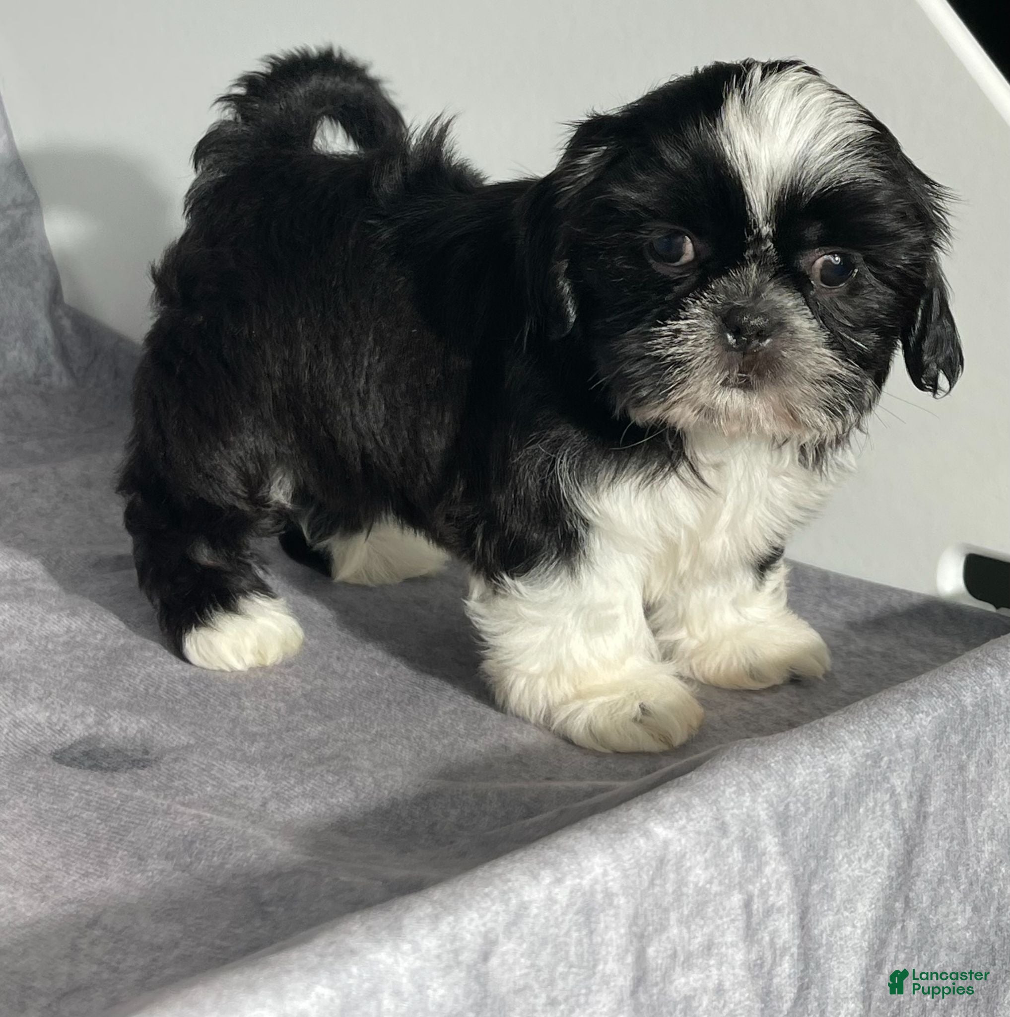 Shih Tzu dogs Glenn - Ad 2