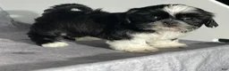 Shih Tzu dogs for sale: Glenn - Ad 2