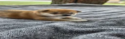 Shiba Inu dogs for sale: Freedom - Ad 6