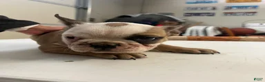 French Bulldog Puppy 2