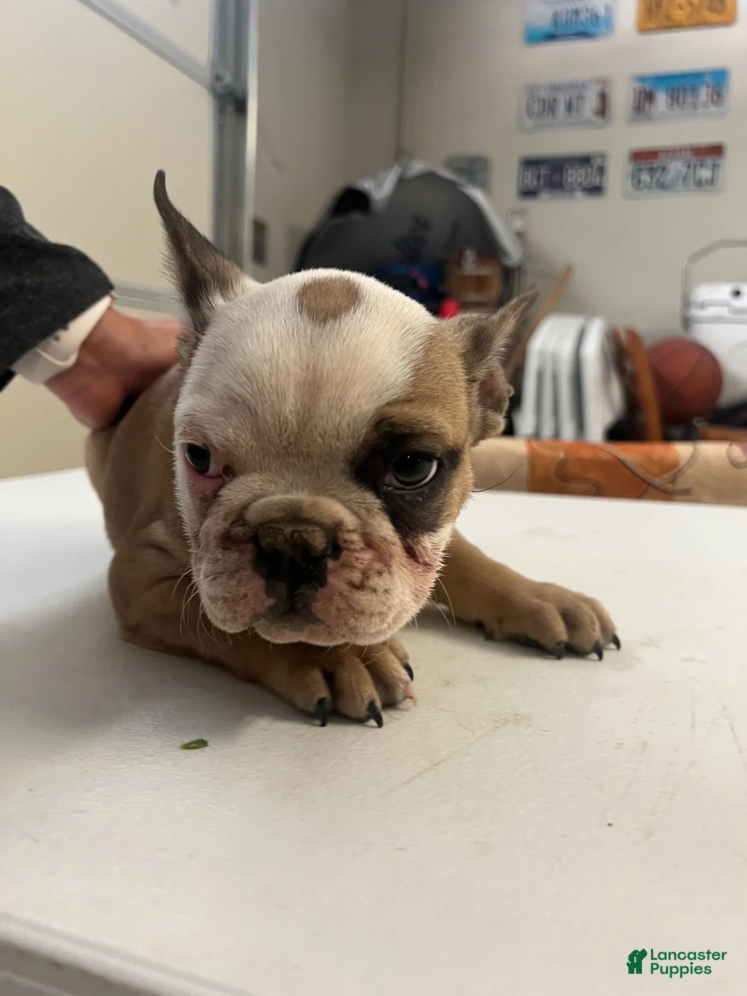 French Bulldog dogs for sale: French Bulldog Puppy 2 - Ad 1