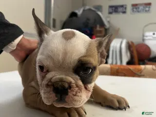 French Bulldog dogs for sale: French Bulldog Puppy 2 - Ad 1