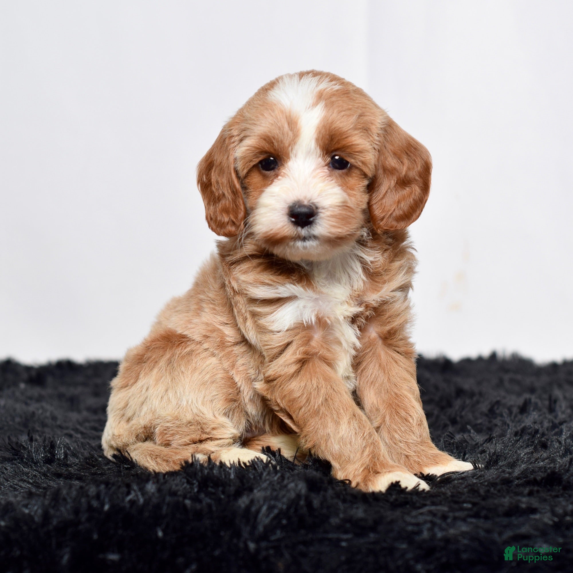 Mini Goldendoodle dogs for sale: Ms. Amber - Ad 2