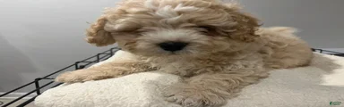 Maddox 